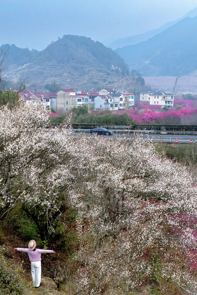 放過賣花漁村吧，紹興這裡的梅花開爆了