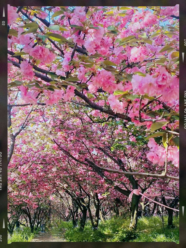 蘇州寺廟賞花🌸