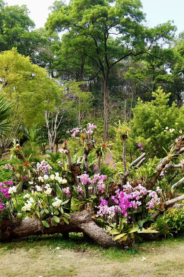 邂逅自然的奇妙之旅：雲蘿植物園全攻略