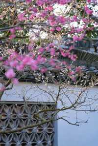 魔都免費賞梅秘境!