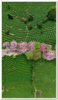 福建龍巖永福櫻花 | 夢幻仙境拍照全攻略