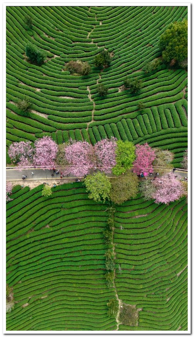 福建龍巖永福櫻花 | 夢幻仙境拍照全攻略