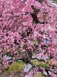 寧波市區就能賞龍梅！在日湖公園！快衝！