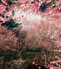 長興居然有梅花賞？