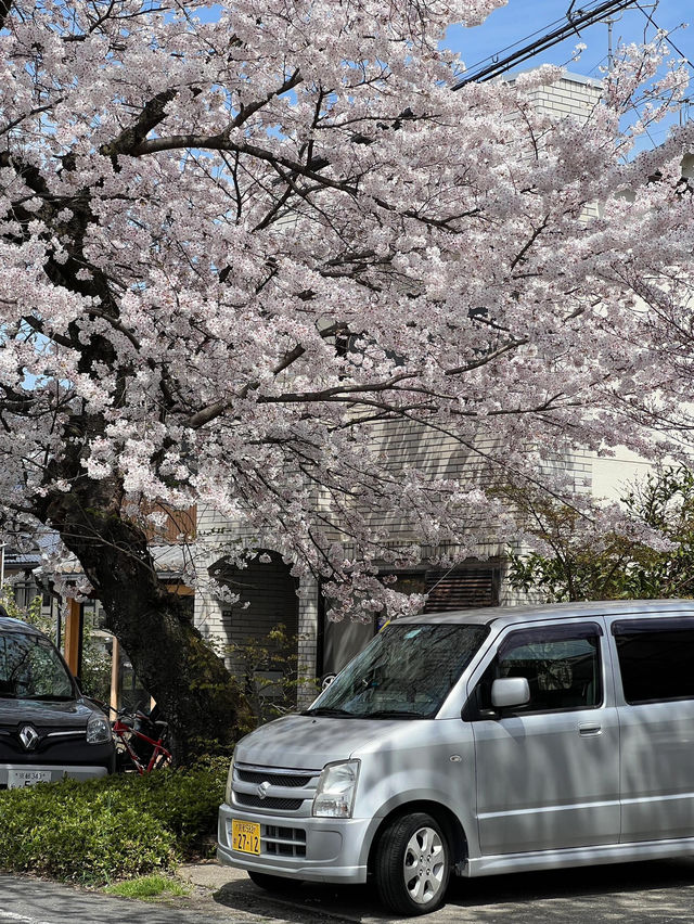 藏在京都北邊的浪漫🌸 本地人私藏賞櫻地