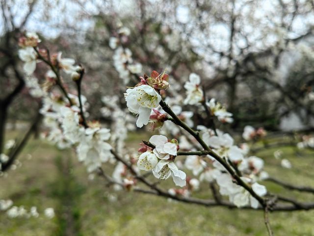 3月5號遊覽蘇州香雪海賞梅