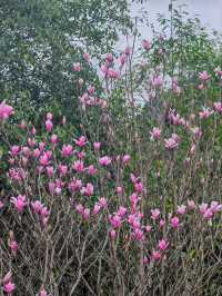 桂林近郊踏青賞花的好去處