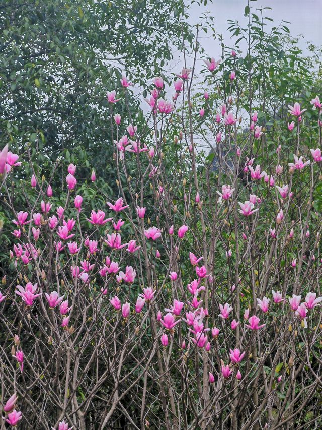 桂林近郊踏青賞花的好去處