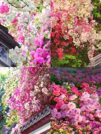 春日限定！後海中心公園風鈴花海全攻略