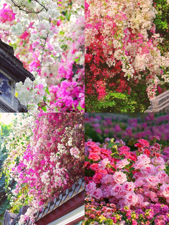 春日限定！後海中心公園風鈴花海全攻略