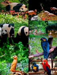 野生動物園邂逅生態精靈