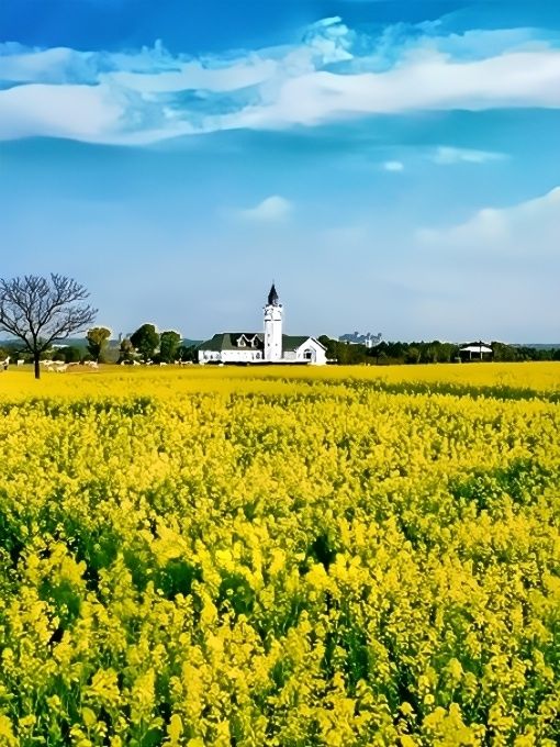 嘩！闖進江西版莫奈花園——巴夫洛油菜花海