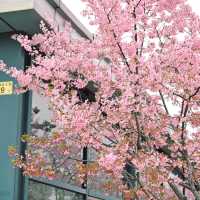 在武漢❗️在光谷‼️櫻花🌸地鐵站