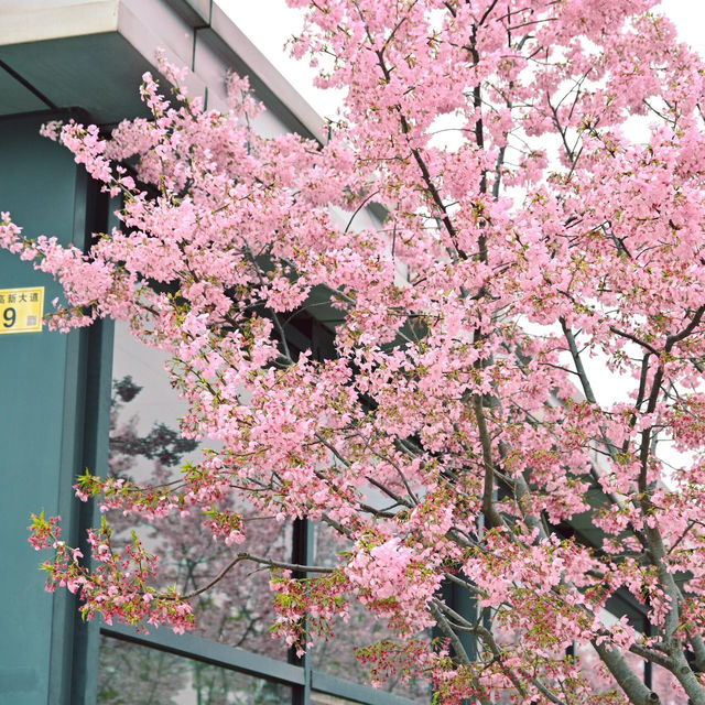 在武漢❗️在光谷‼️櫻花🌸地鐵站
