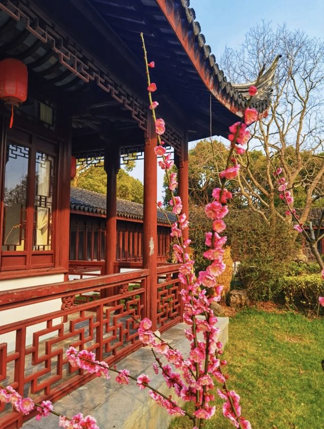梅花就是要和古建築同框才好看呀