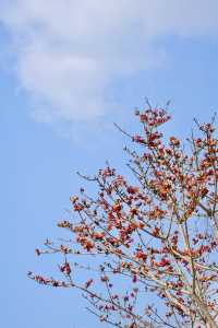 木棉染紅雨林季，王下鄉筆下的「桃花源記」