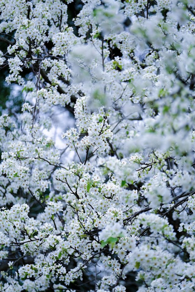 成都限定春日雪景 植物園梨花太美啦