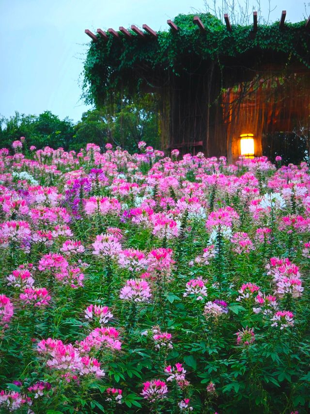 闖進莫奈花園的仲夏夜之夢