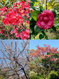魔都嘅春天，又點可以錯過大寧鬱金香公園