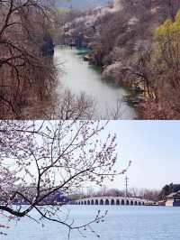 北京賞桃花好去處‖打卡避坑攻略