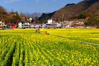 解鎖陝南油菜花海小眾打卡地——水泉坪