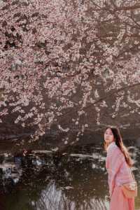 北京賞花攻略，抓住奧森桃花堤的尾巴～