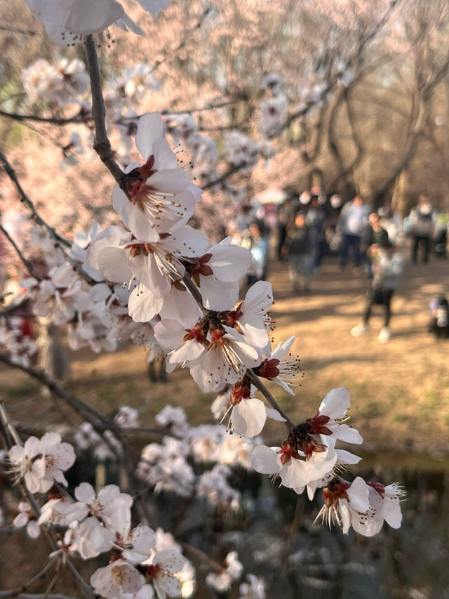 奧森桃花谷的桃花劫～