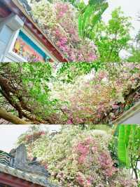 深圳園博園的簕杜鵑瀑布盛宴