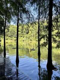 綠影婆娑：仙湖植物園的靜謐之旅
