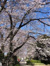 埼玉県東松山市の上沼公園で桜を楽しむ方法