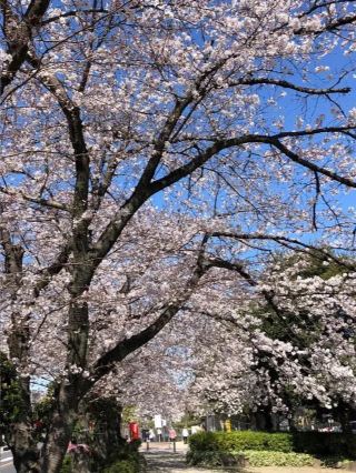 埼玉県東松山市の上沼公園で桜を楽しむ方法