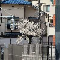 東京淺草寺賞櫻｜春天是個巨大的能量場