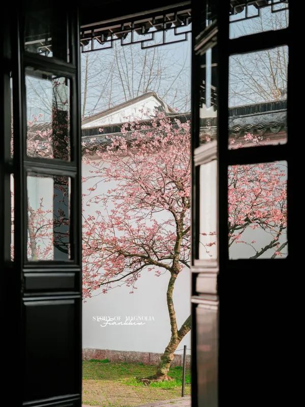 Experience the Enchanting Spring in Suzhou