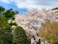 【北海道｜怎樣在北海道札幌赴一場櫻花盛宴 🌸 意外的櫻花驚喜】