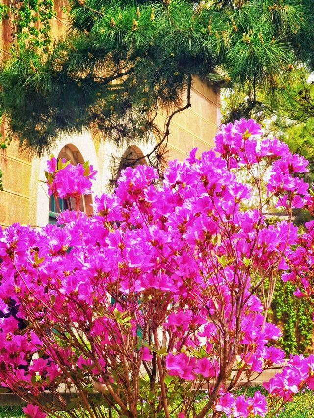 春日限定！北京最齊全杜鵑花打卡攻略！