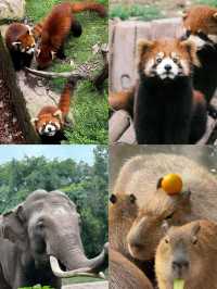 五一嘅快樂一定係動物園畀嘅