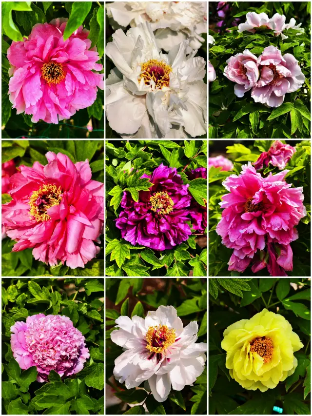 A Hidden Gem for Flower Viewing in Beijing: Discover a Picturesque Peony Garden Next to the Pandas!
