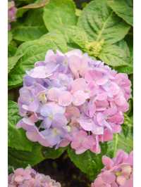 繡球花🌸沙田石門河濱花園