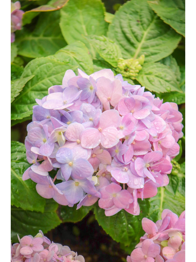 繡球花🌸沙田石門河濱花園