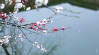 桃花朵朵開！來歙縣共赴一場浪漫春宴~