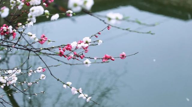 桃花朵朵開！來歙縣共赴一場浪漫春宴~