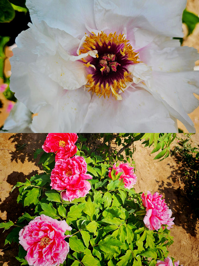 震驚！菏澤牡丹驚艷綻放，錯過再等一年