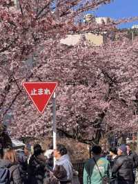東京熱海海邊櫻花