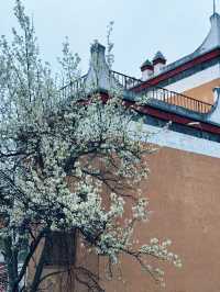 以藏式建築為背景嘅梨花先至係積致美學