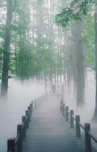 陰雨天的迷霧森林，封神！