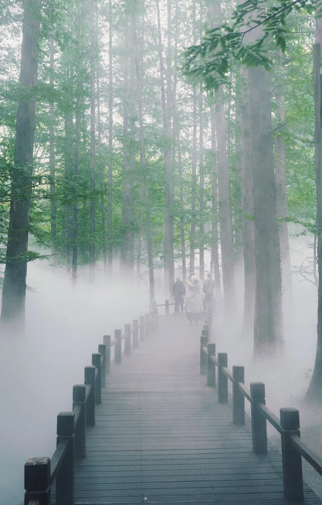 陰雨天的迷霧森林，封神！