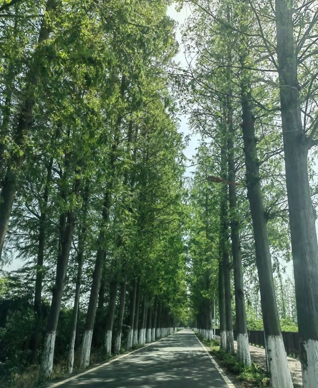 曹禺故里，龍蝦之鄉