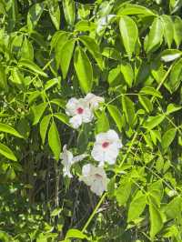 西班牙塞維利亞王宮後花園