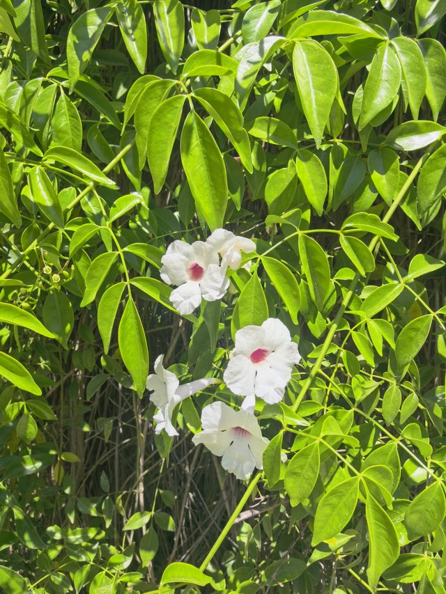西班牙塞維利亞王宮後花園