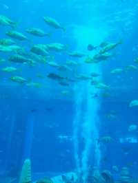 三亞亞特蘭蒂斯水族館|失落之城+海底餐廳+海豚互動